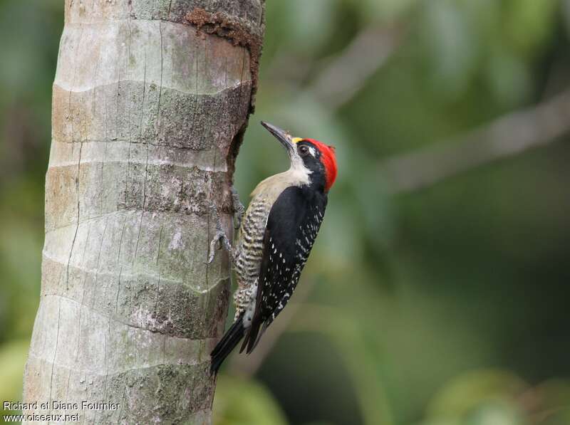 Black-cheeked Woodpecker male adult, identification