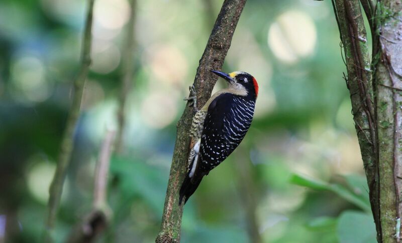 Black-cheeked Woodpecker