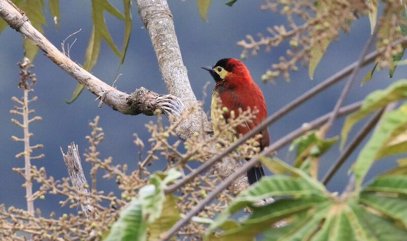 Crimson-mantled Woodpecker