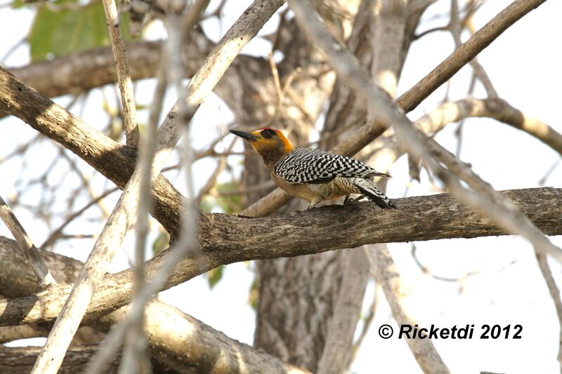 Golden-cheeked Woodpecker