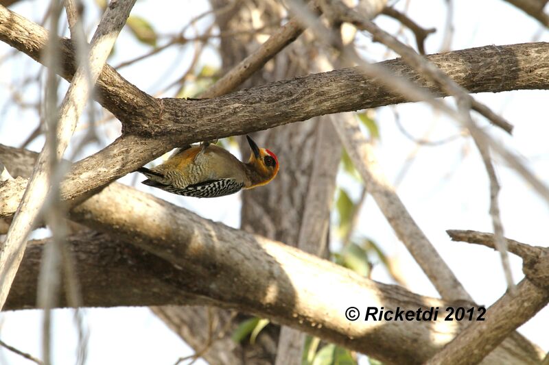 Golden-cheeked Woodpecker