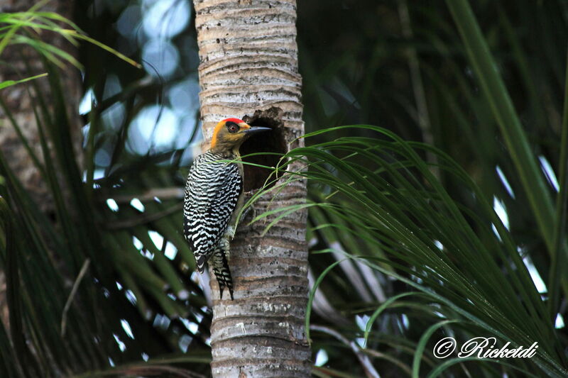 Golden-cheeked Woodpecker male