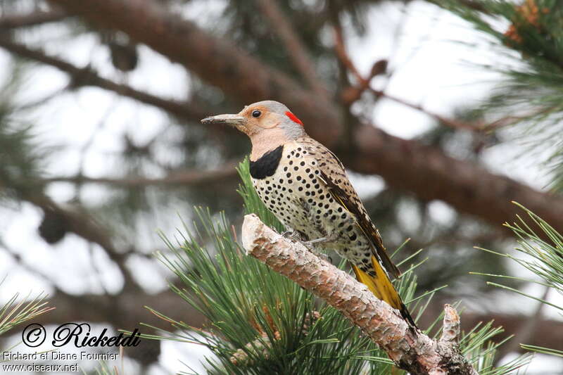 Pic flamboyant femelle adulte nuptial, identification