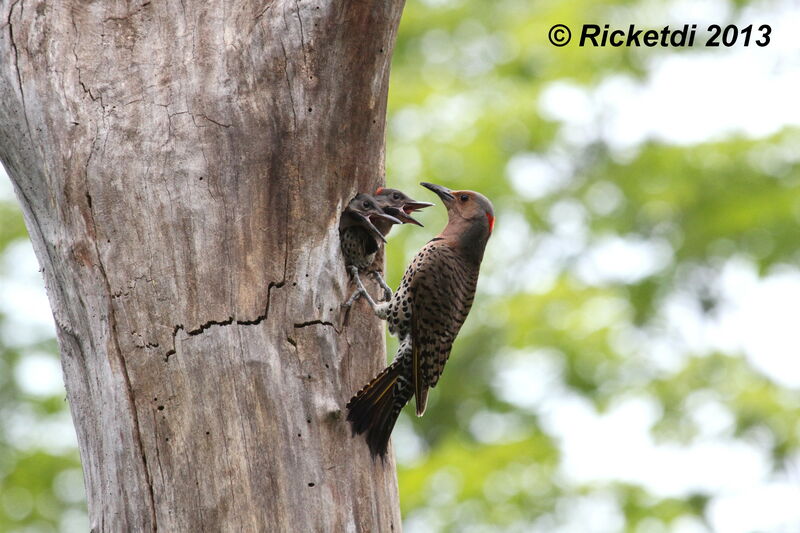 Northern Flicker