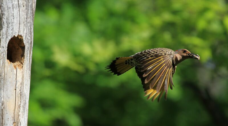 Northern Flicker female, Flight