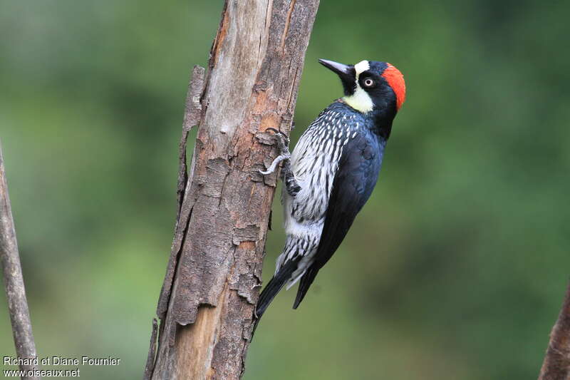 Acorn Woodpecker female adult, identification