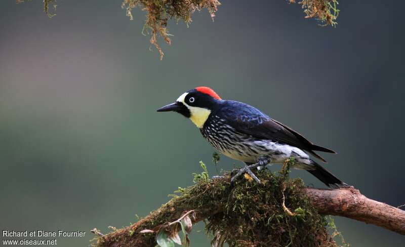 Acorn Woodpecker female adult, identification