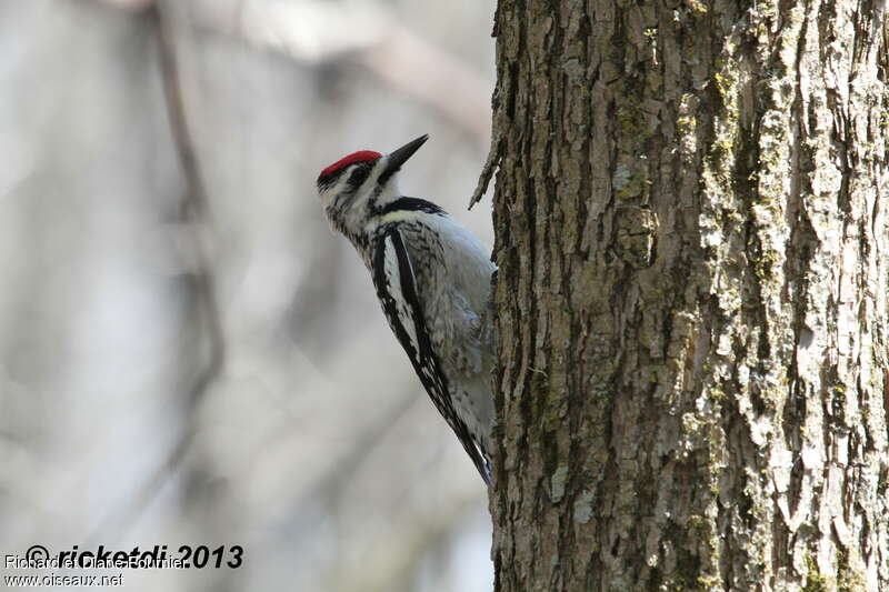 Yellow-bellied Sapsucker female adult, identification