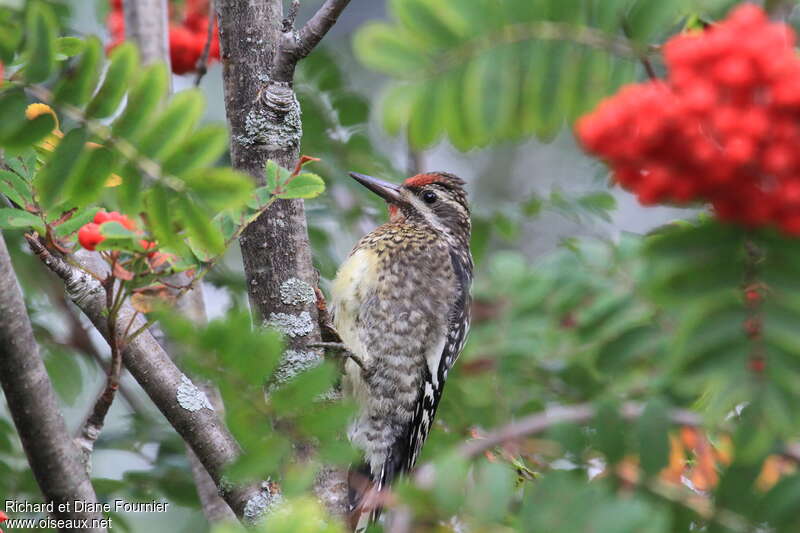 Pic maculé mâle immature, identification