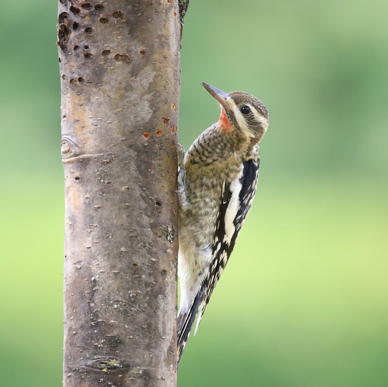 Yellow-bellied Sapsuckerjuvenile