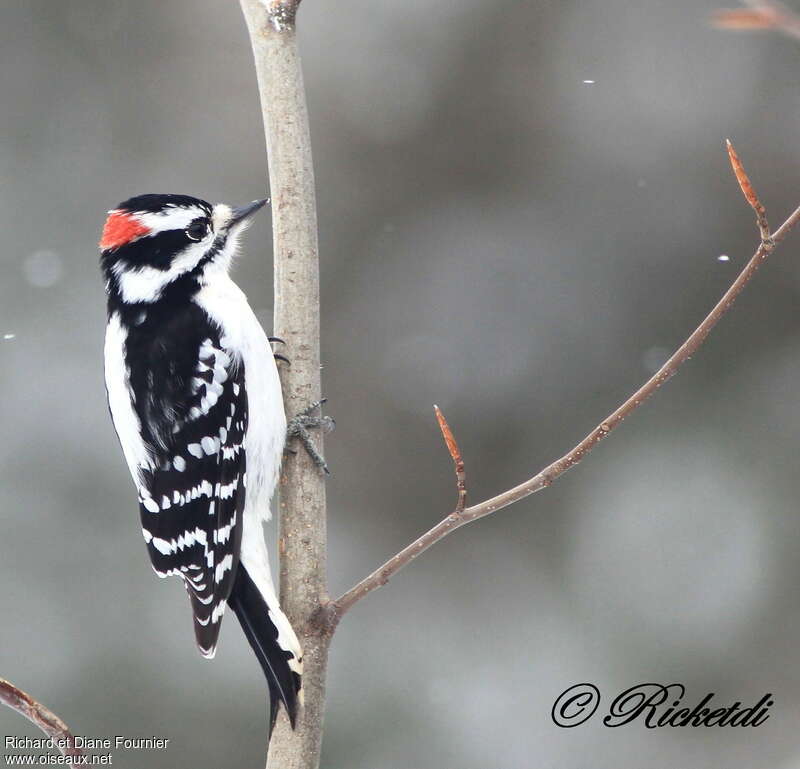 Downy Woodpecker male adult, identification