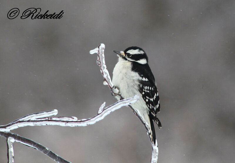 Downy Woodpecker female adult, identification