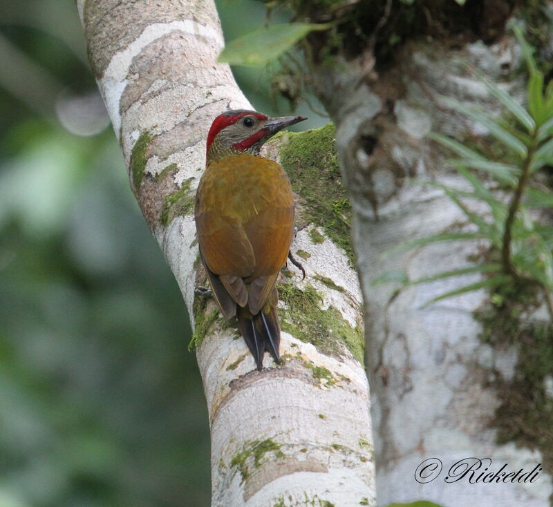 Golden-olive Woodpecker