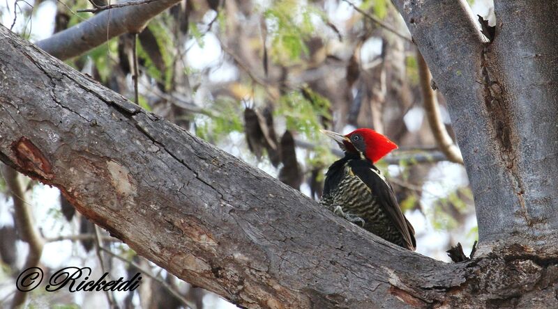 Lineated Woodpecker