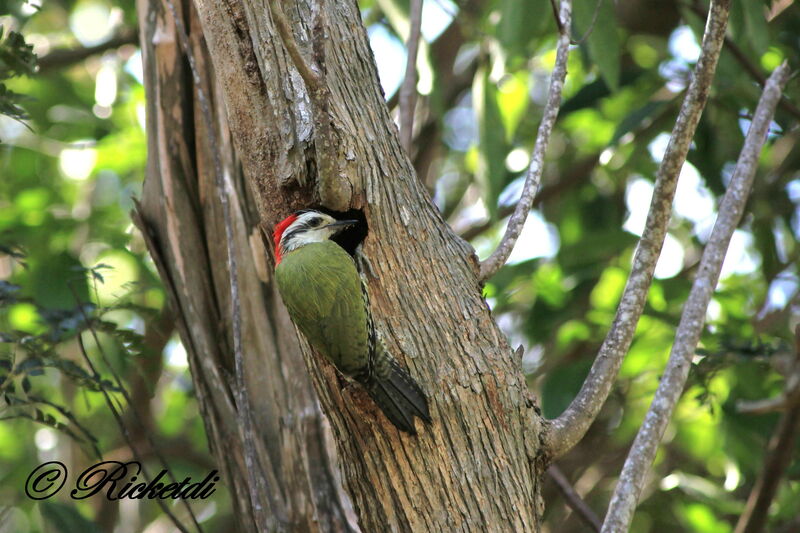 Cuban Green Woodpecker