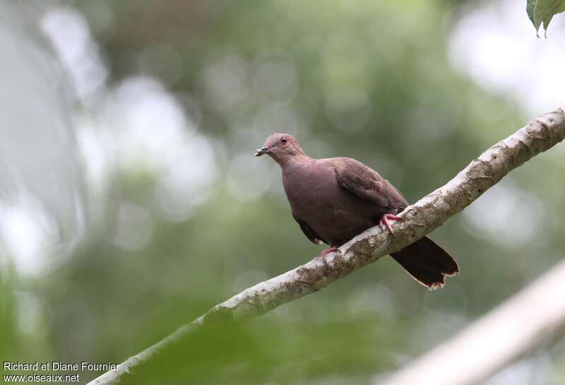 Pigeon à bec noir