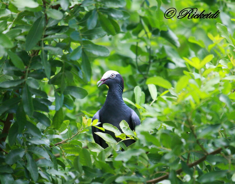 White-crowned Pigeon