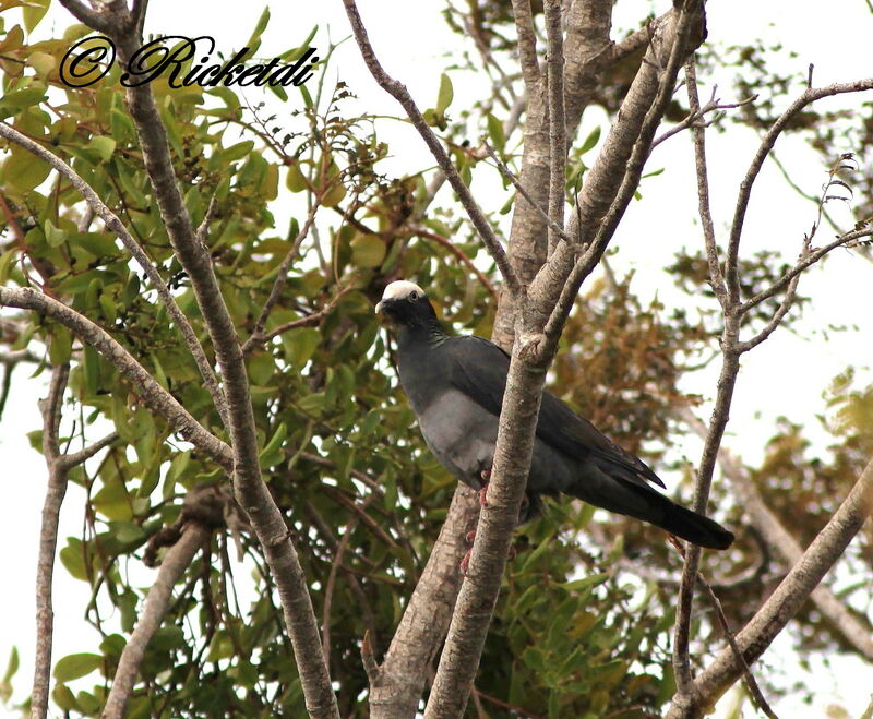 Pigeon à couronne blanche