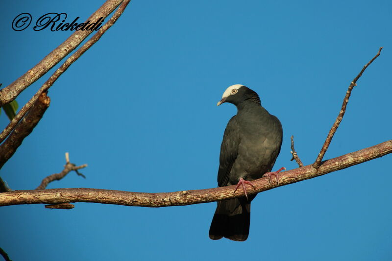 Pigeon à couronne blanche