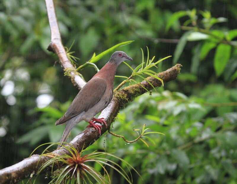 Pigeon rousset