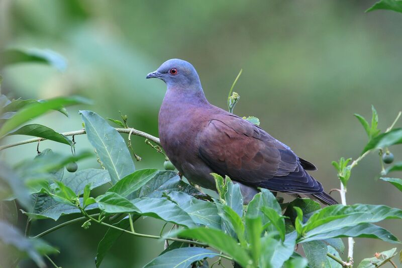 Pigeon rousset