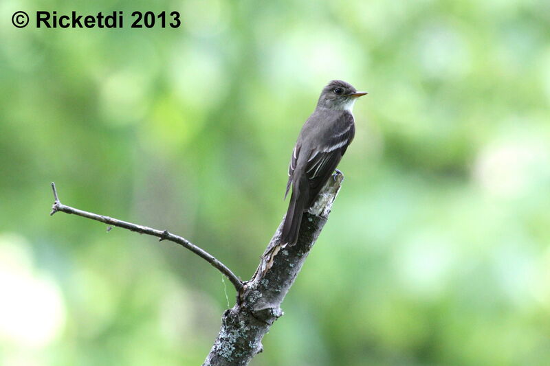 Eastern Wood Pewee