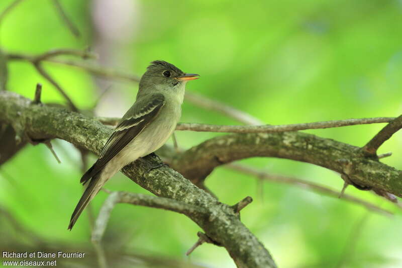 Eastern Wood Peweeadult, identification