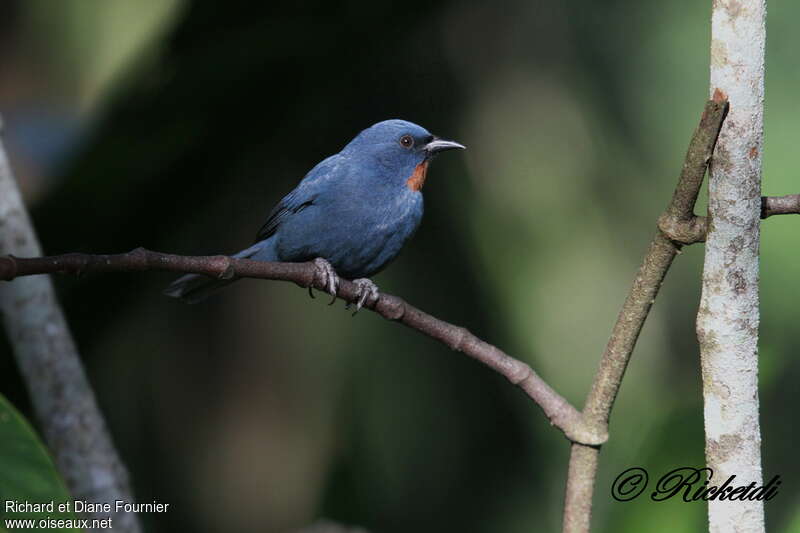 Orangequit male adult, identification