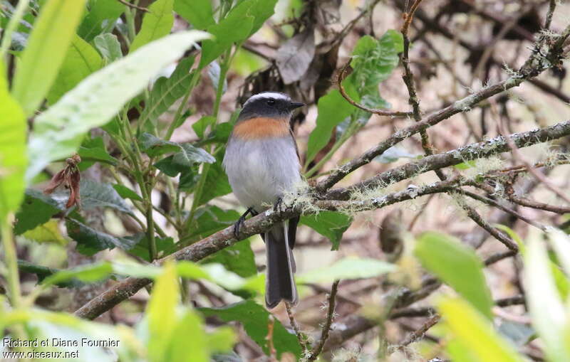 Pitajo à poitrine rousse, habitat, pigmentation