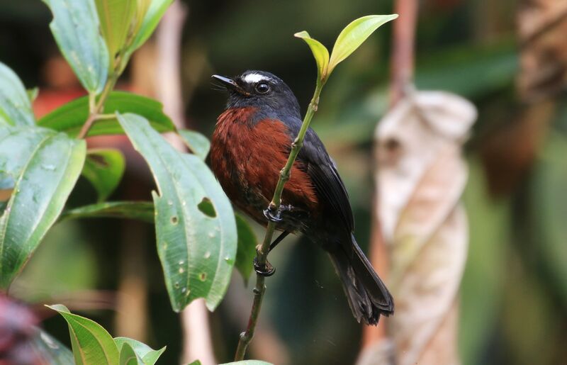 Slaty-backed Chat-Tyrant