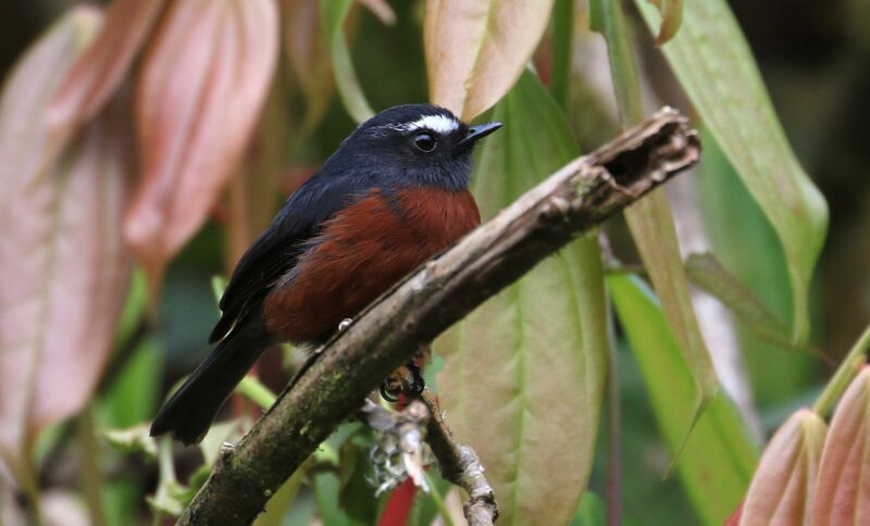 Slaty-backed Chat-Tyrant