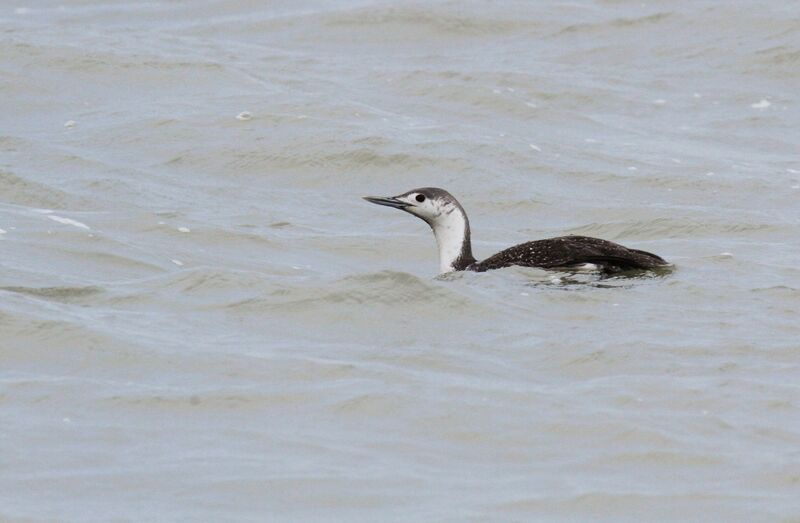 Red-throated Loon