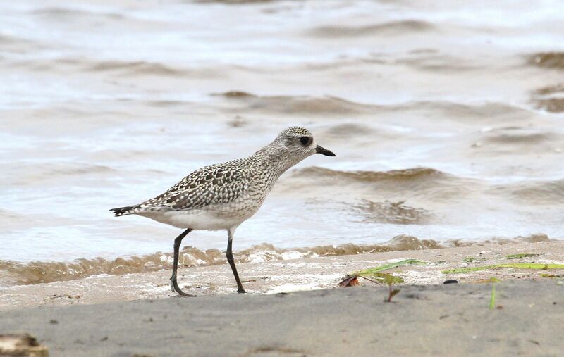 Grey Plover