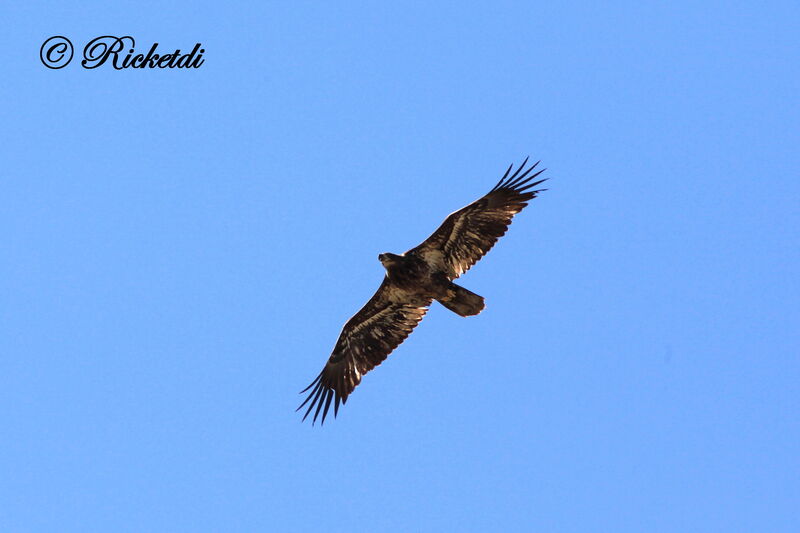 Bald Eaglejuvenile