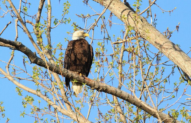 Bald Eagle