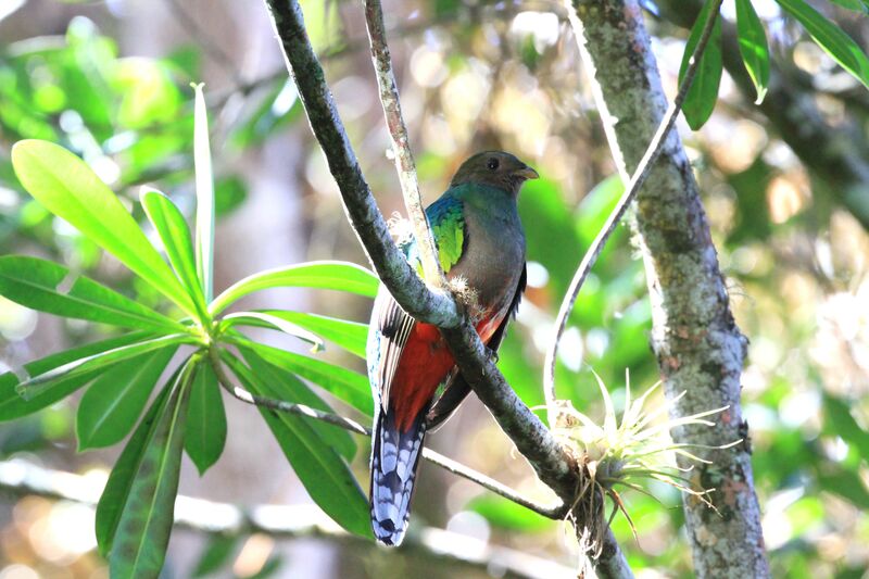 Quetzal brillant femelle