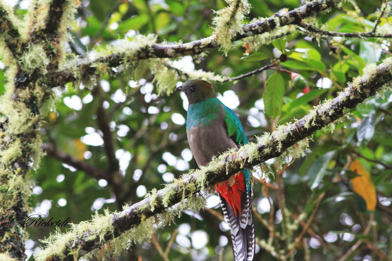 Resplendent Quetzal female