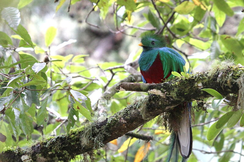 Quetzal resplendissant mâle