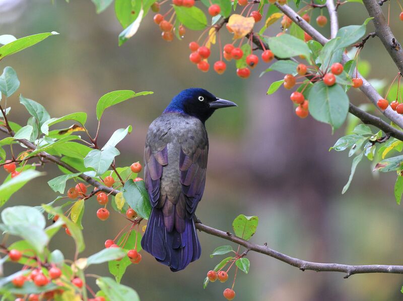 Common Grackle