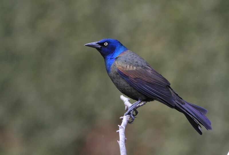 Common Grackle