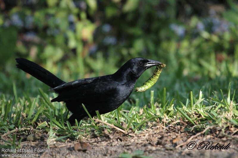 Quiscale chanteuradulte, régime