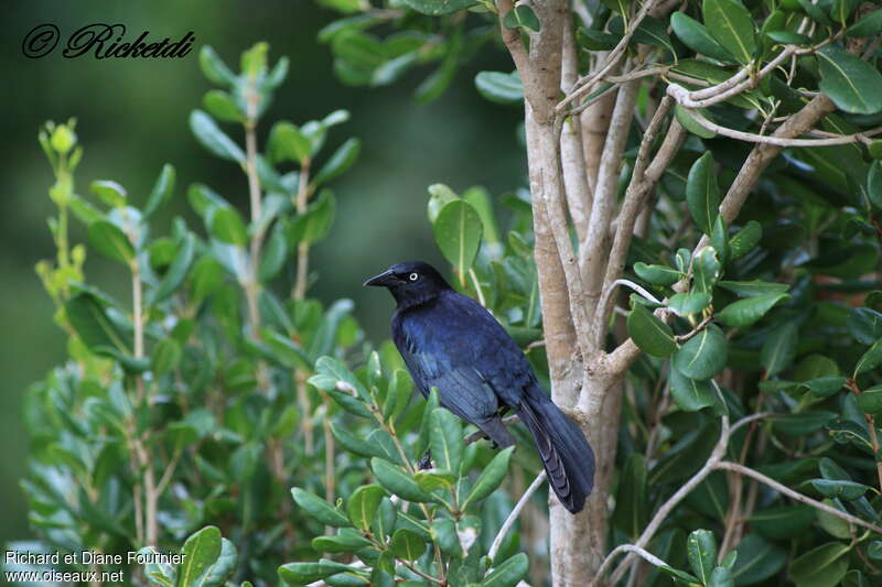 Greater Antillean Grackleadult, habitat