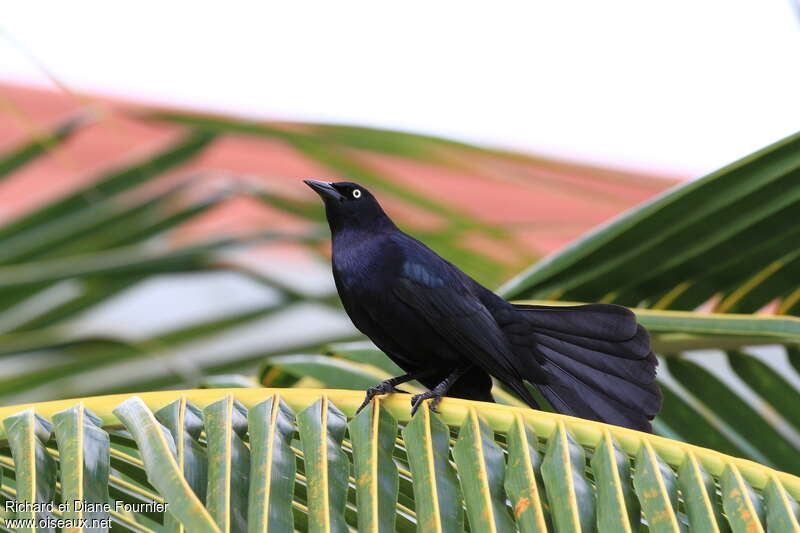 Greater Antillean Grackle male adult, habitat, pigmentation