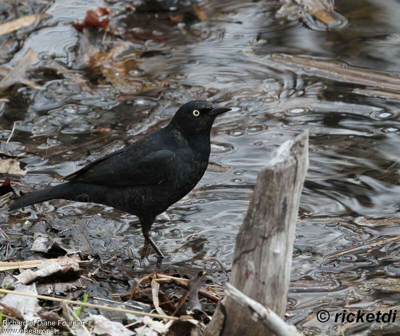 Rusty Blackbird male adult breeding, identification