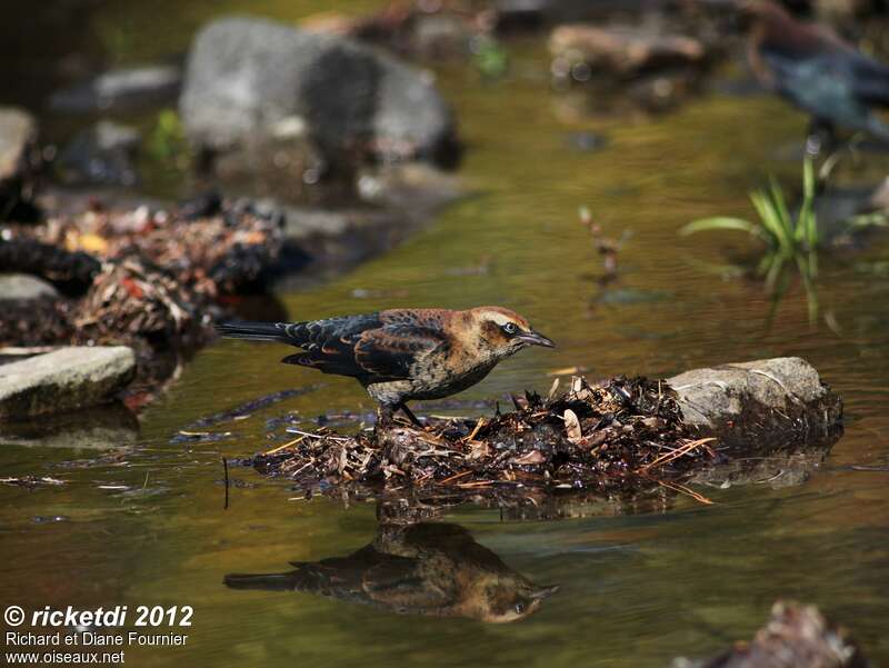 Quiscale rouilleuximmature, habitat, pigmentation