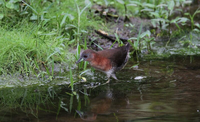 White-throated Crake