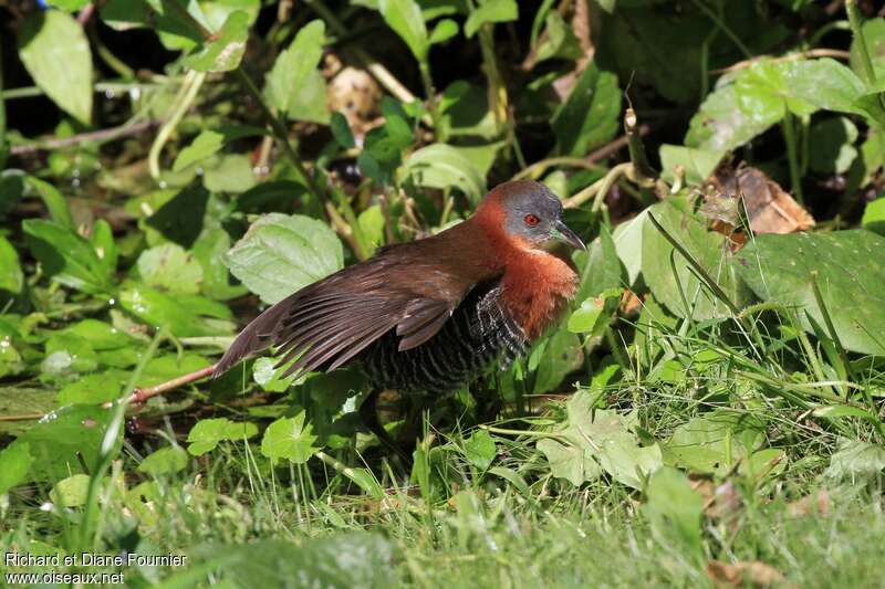 White-throated Crakeadult, habitat, care, Behaviour