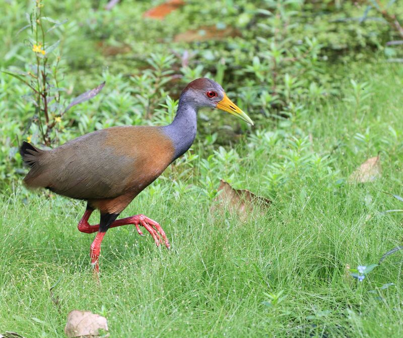 Râle de Cayenne