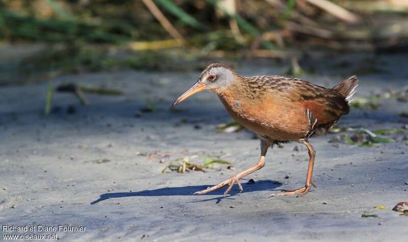 Virginia Railadult, identification