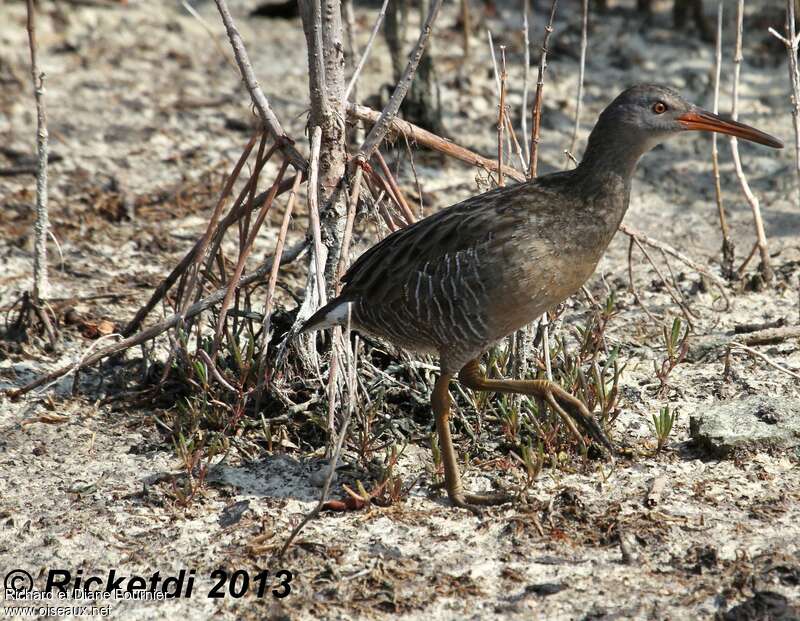 Mangrove Railadult, identification